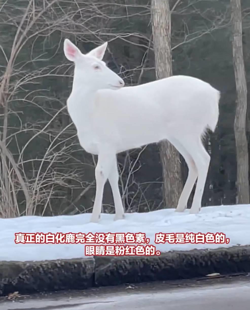 白化鹿生存挑战,缺乏伪装能力