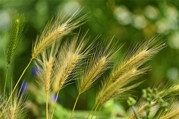 梦见米谷的象征意义，米谷堆积代表吉祥与财富