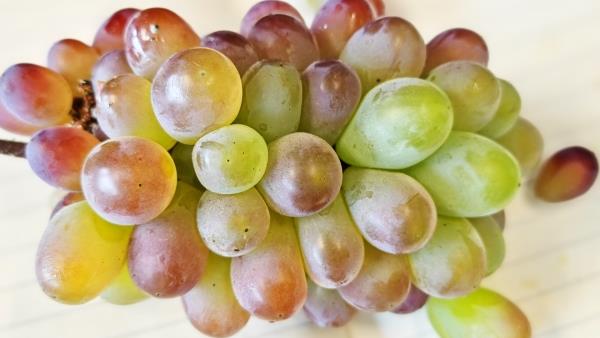 葡萄