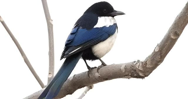 喜鹊在树枝上叫