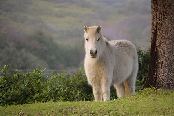 梦见小马象征事业成功与财富增长