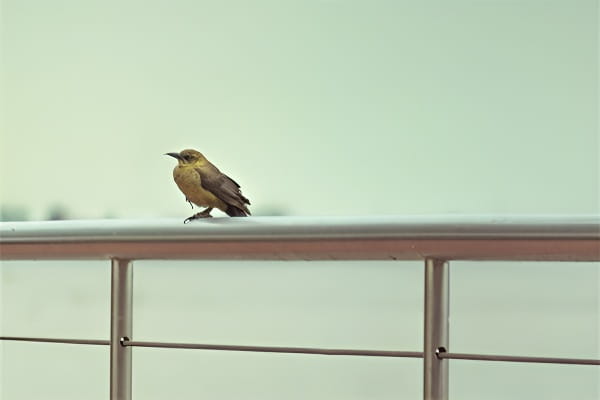 孕妇梦见鸟预示胎儿性别和运势说明