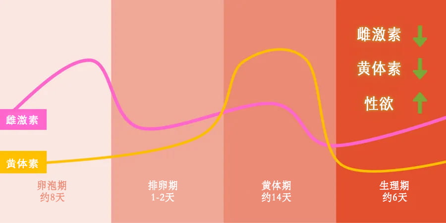 月经来潮时能做爱吗,月经周期生理变化表