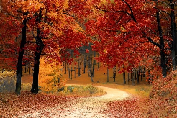 秋天梦境说明与象征意义