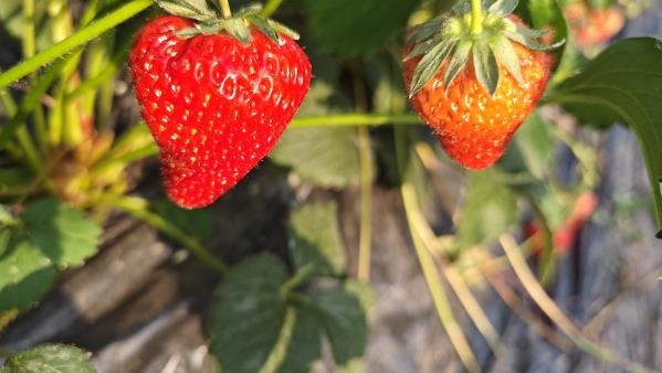 草莓的营养价值