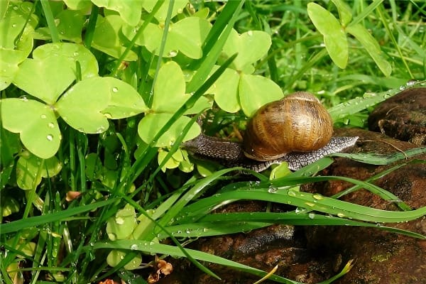 梦见田螺的寓意说明
