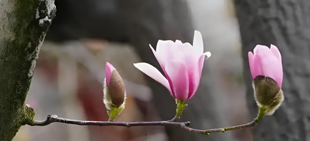 古旱莲为纪念诸葛亮而种,象征历史的敬仰