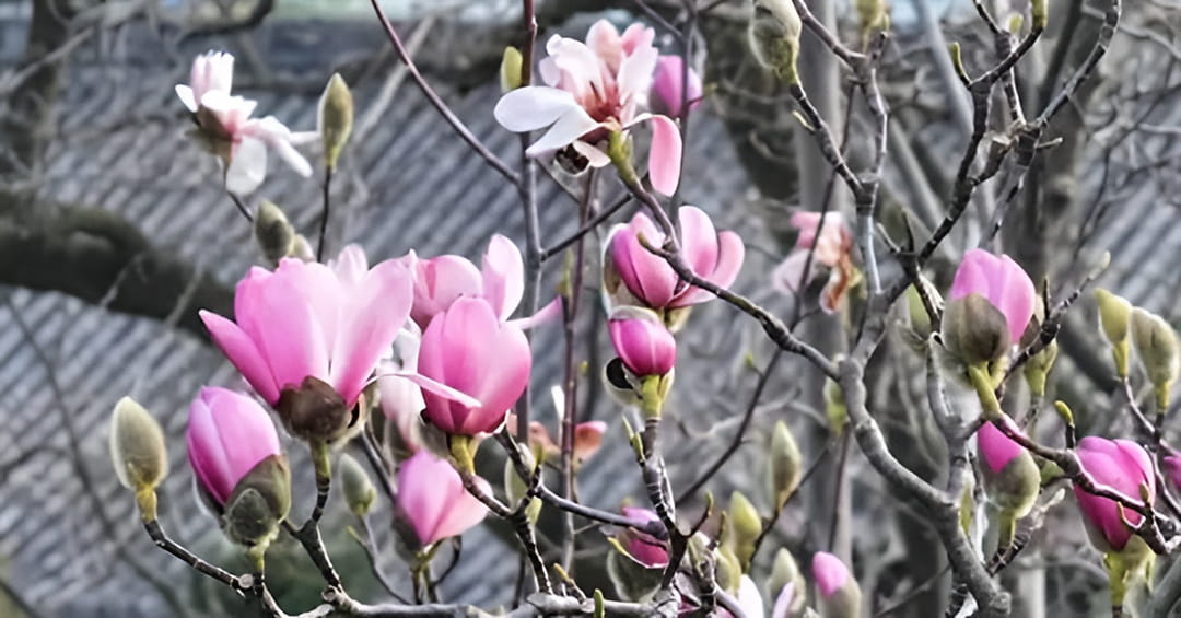 400年古旱莲初放,独一无二的珍贵景象