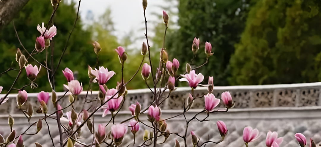 旱莲花期短暂,迅速盛开以完成繁殖