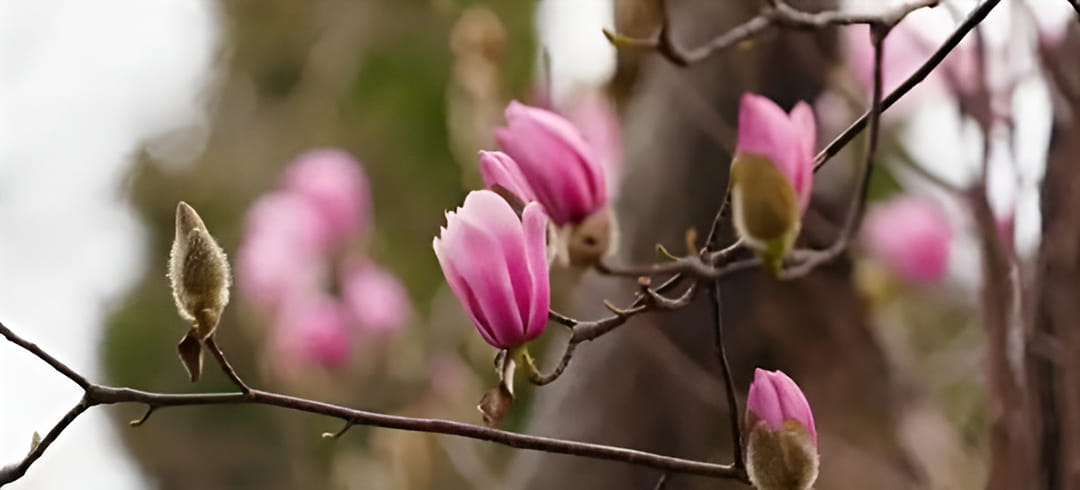 旱莲花期无叶,花朵绽放之时极具视觉冲击力