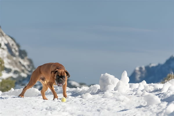 梦见被狗追着跑的情感解读