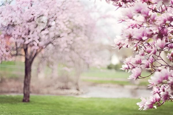 梦见五月象征兴旺与挑战的解读