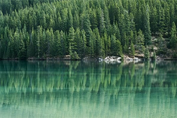 梦见松树象征吉祥与财富运势