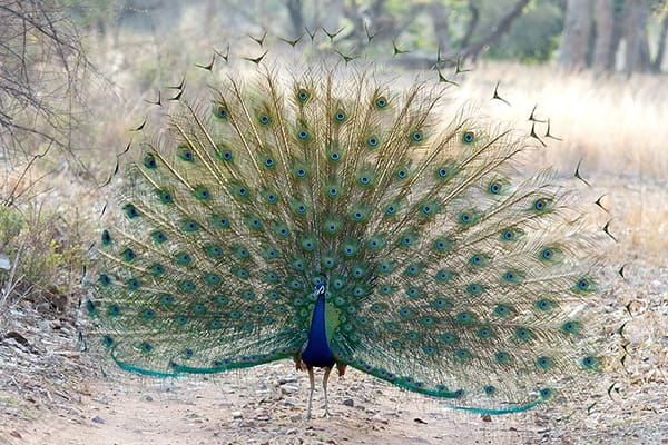 孔雀开屏的美丽画面，象征好运与财富