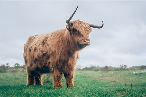 梦见牦牛的象征意义