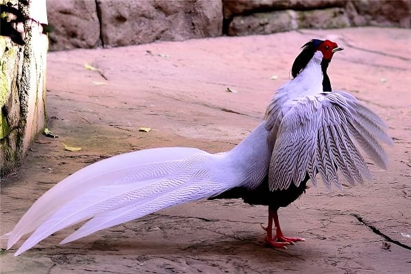 梦见白鹇的象征意义