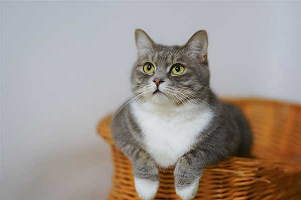 梦见猫的象征意义与不同场景说明