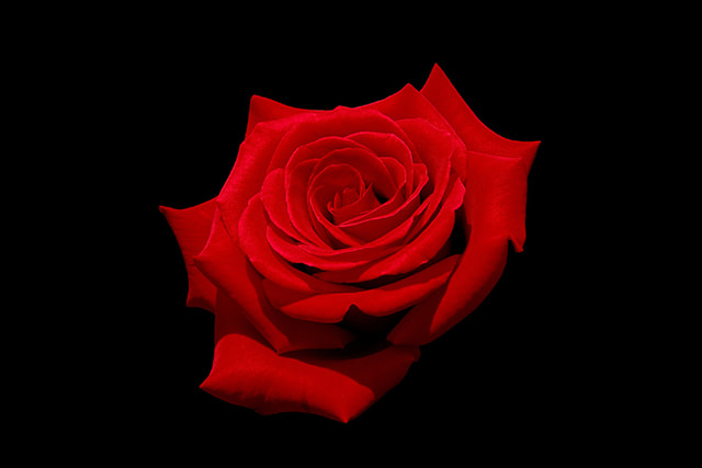 梦见玫瑰花说明,爱情与幸运的象征