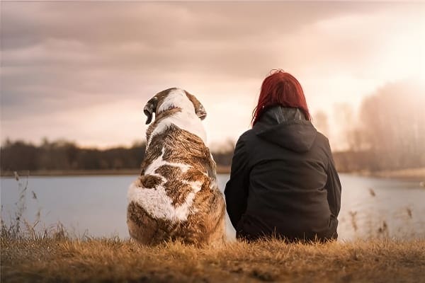 梦见养狗的象征意义