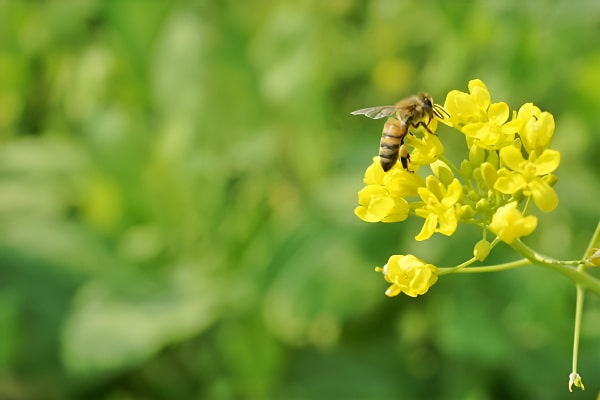 金色油菜花的梦境象征
