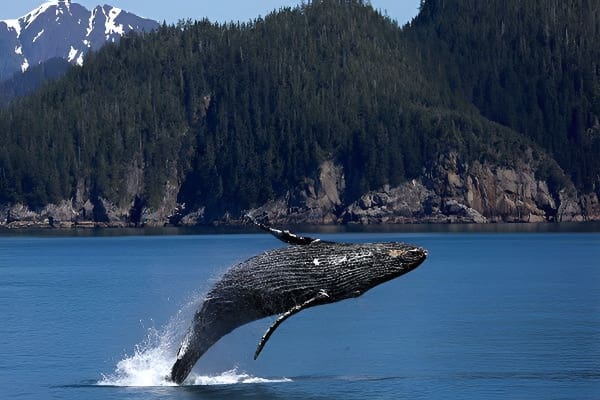 鱼上岸梦境多角度分析