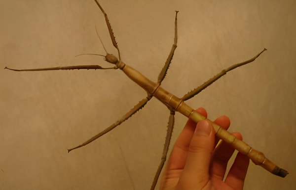 尖刺足剌竹节虫像树枝