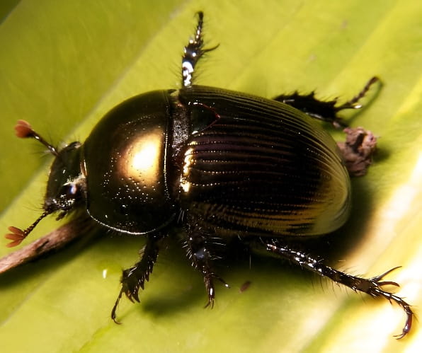 蜣螂推动粪球工作