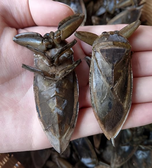 田鳖在手掌上特写图