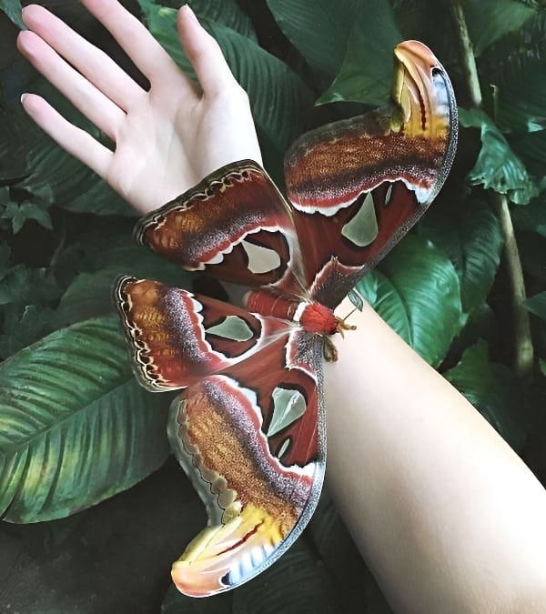 皇蛾翅膀细节特写