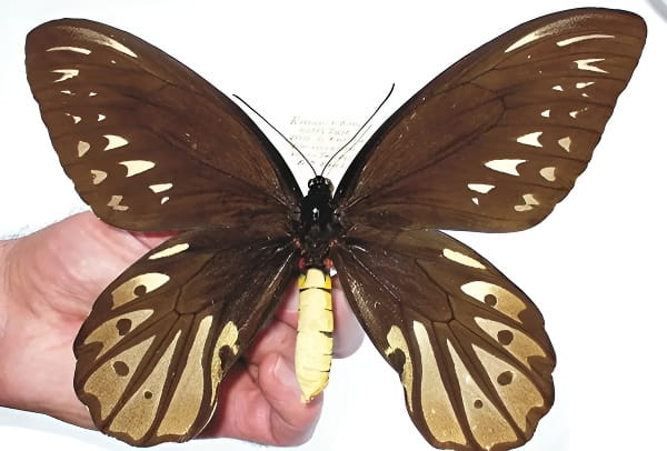 亚历山大鸟翼凤蝶展翅