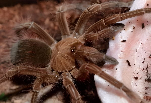 巨大食鸟蛛栖息树干