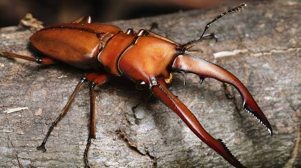 鹿角虫展示独特角状结构