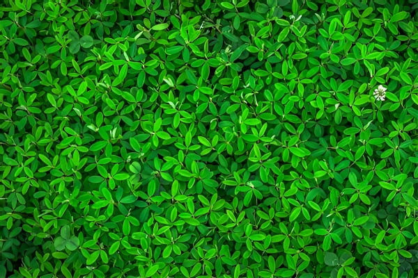 梦见绿色象征好运与生机