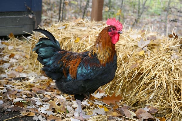 梦见公鸡追逐的象征意义