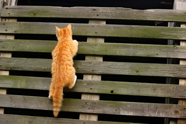 梦见爬墙代表突破困难