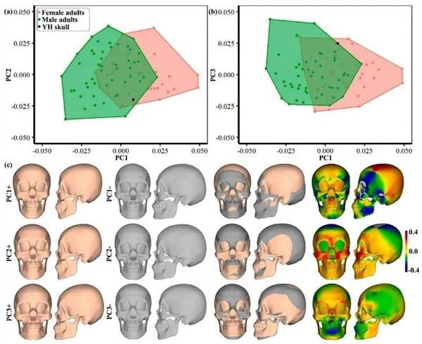 复原的1.6万年前古人类面貌分析图