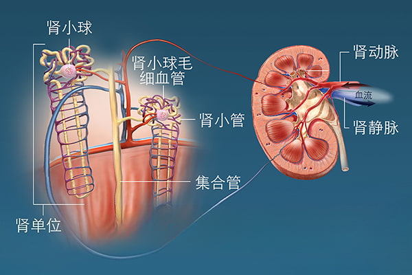 肾小管结构示意图