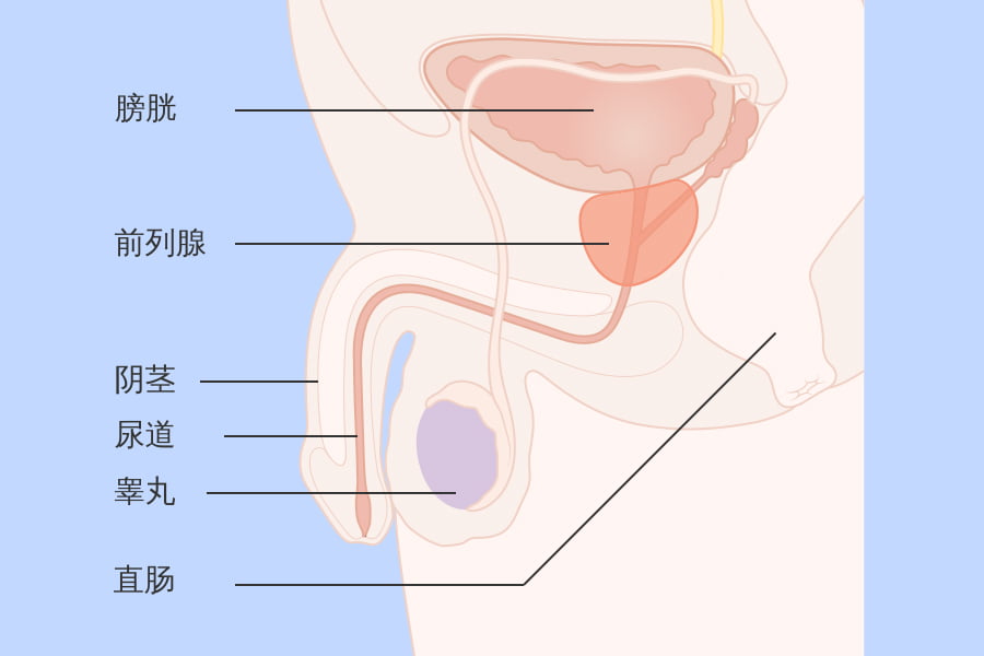 男性前列腺健康示意图