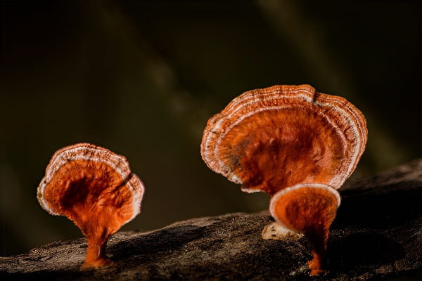 梦中采到灵芝预示好运