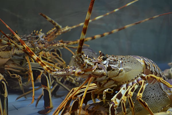 梦中龙虾代表的含义