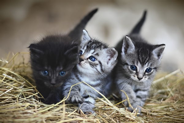 说明梦见猫生小猫含义