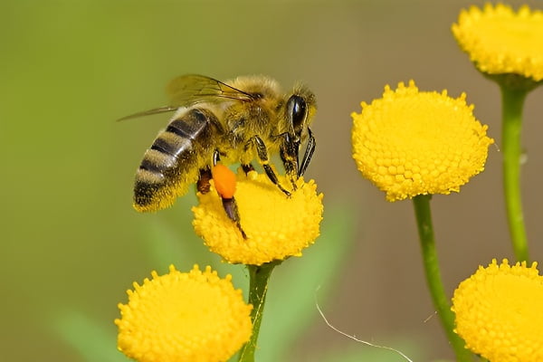 蜜蜂飞舞象征着好运和顺利