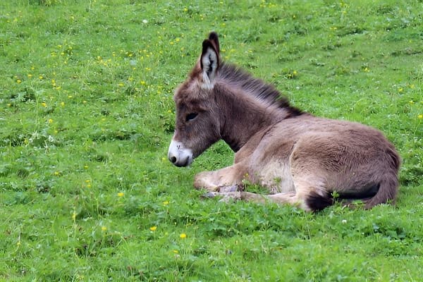 梦见被驴踢的象征含义