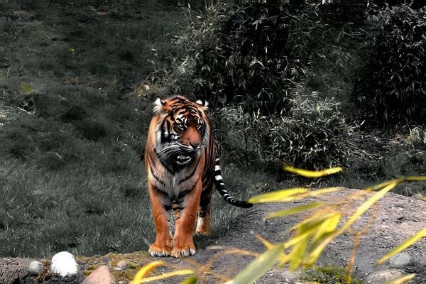 梦见老虎追赶自己