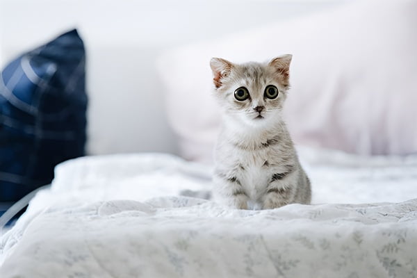 梦见被猫抓的象征与心理含义