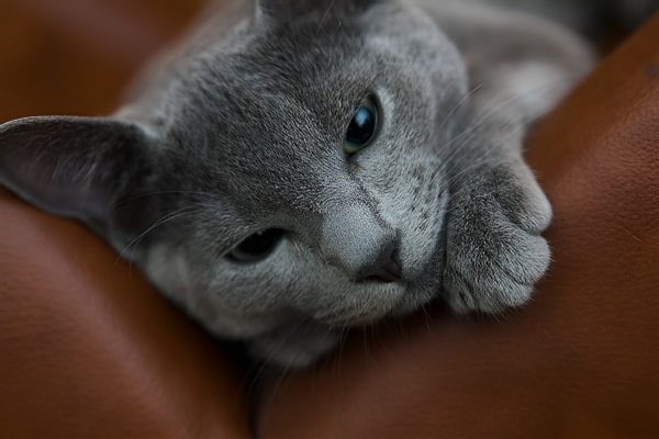 梦见猫挠的象征与意义解释