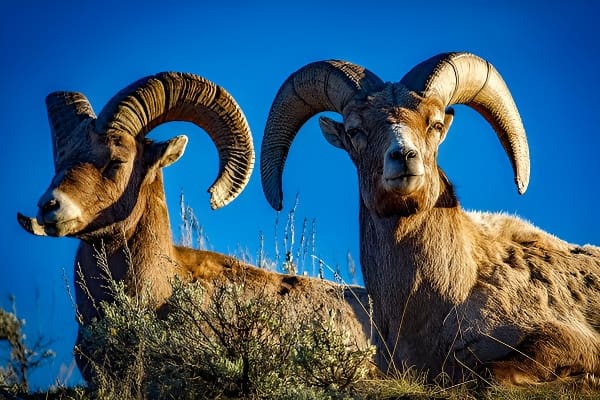 梦见公羊象征坚韧力量