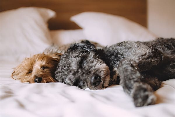 梦见狗交配可能涉及情感与职场