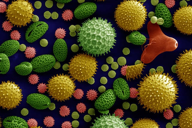 从各种常见植物中飘出的花粉粒放大500倍