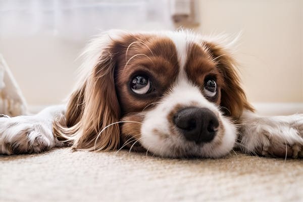 梦见狗挡路可能寓意阻碍